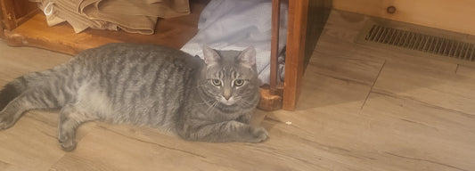 Cat Friend